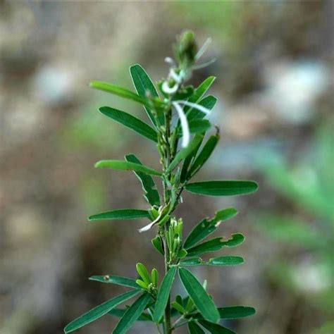 尖葉植物